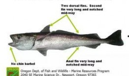 鳕鱼最新爆料新闻报道,揭秘娱乐圈惊人内幕！”