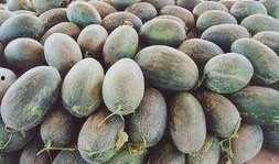 新疆最新瓜爆料,最新品种惊艳亮相！